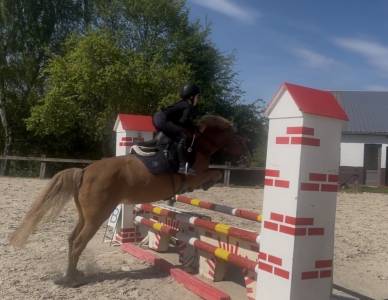 Poney à vendre 