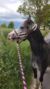 Mare Welsh Pony (Section A) For sale 2022 Grey