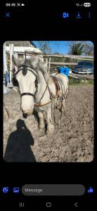 Irish cob
