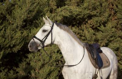 Cheval hongre andalou de 9 ans 1,64m