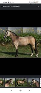 Poney D sport 