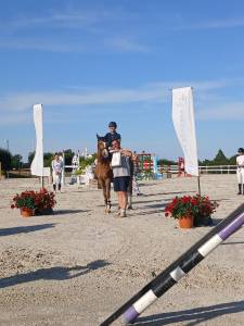 Gelding Welsh Part Bred For sale 2021 Bay