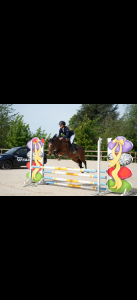 Merrie Welsh Partbred Te koop 2021 Donker bruin / bai