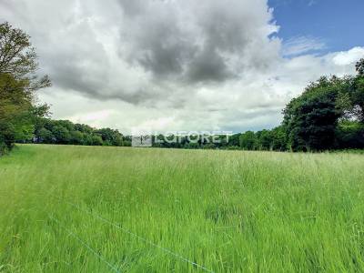 Terrain à vendre dans la forêt de brocéliande