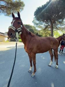 Cavalla aqps in vendita 2020 sauro ,  spanish moon