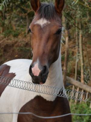 Poulain pie 