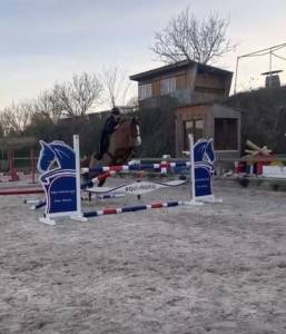 Ruin Bekend ras Te koop 2015 Vos ,  Vinka&rsquo;s boy Verduizant