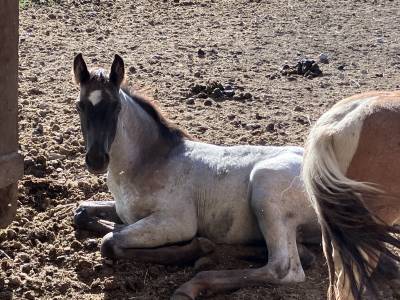 Magnifique foal mâle welsh part bred