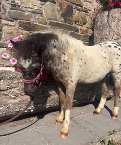 Poulain pintaloosa à réserver 