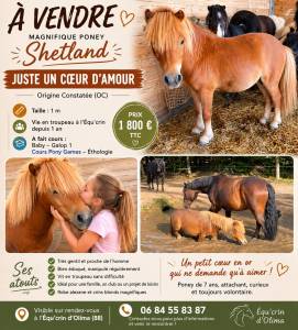 Gelding shetland pony for sale 2019 chesnut