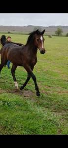 Hengst Franse rijpony PFS Te koop 2025 Bruin / Bai