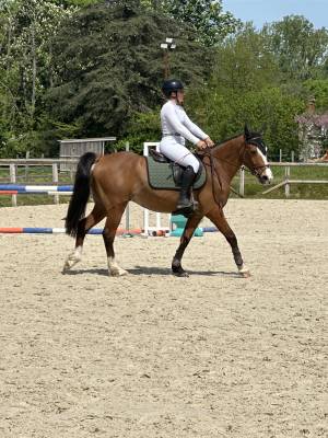 Gelding French Saddle Pony For sale 2022 Bay