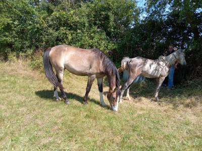 Ruin Franse rijpony PFS Te koop 2024 Donker bruin / bai