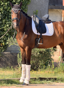 Hongre kwpn cheval de sport néerlandais a vendre 2022 blanc par lennox us