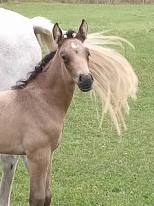 Colt French Saddle Pony For sale 2026 Buckskin