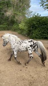 Entire No Origin Recorded For sale 2013 Appaloosa