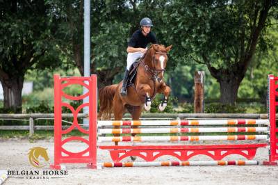 Stallion Zangersheide For sale 2022 Chesnut