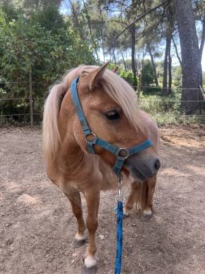 Hengst Shetland Te koop 2024 Vos