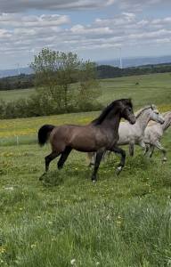 Stallion Origin Recorded For sale 2021 Other color