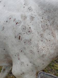 Filly Origin Recorded For sale 2025 Appaloosa