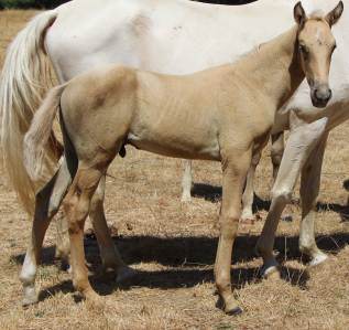Poulain sf palomino
