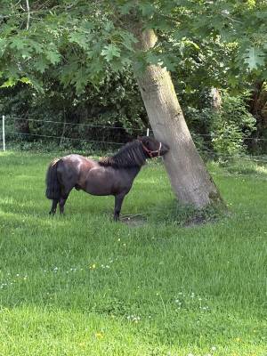 Poney shetland noir
