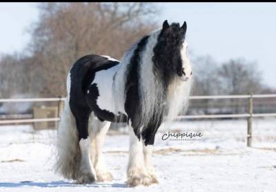 Poulain irish cob à vendre 