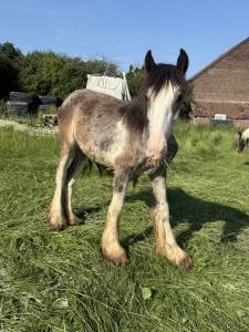 Plusieurs poulain irish cob et welsh/irish cob à vendre