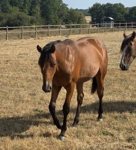 Veulen (vr) welsh partbred te koop 2025 donker bruin / bai ,  usandro tilia derlenn (wpb)