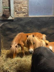 Petit shetland étalon 1 an cherche sa famille