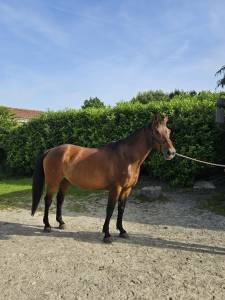 Selle francais  9 ans   cso amat et loisir