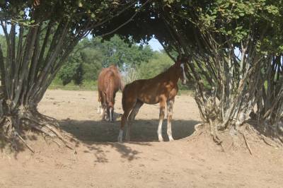 Colt sBs Belgian Warmblood For sale 2026 Dark Bay