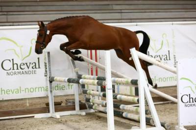 Gelding French Saddle Pony For sale 2022 Bay