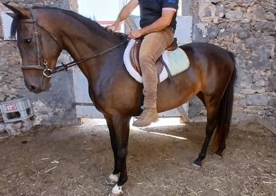 Anglo araba linea corsa 