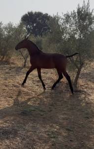 Potro pre en venta 