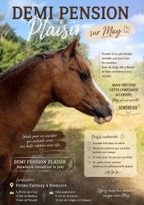 Mare New Forest Part-Livery 2022 Chesnut