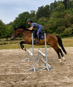 Gelding Welsh Part Bred For sale 2022 Bay