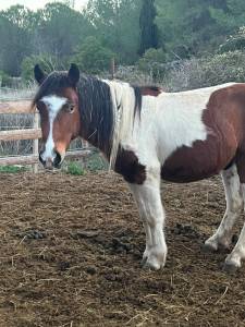 Gelding Pottok  For sale 2023 Coloured