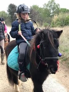 Gelding Shetland Pony For sale 2019 Coloured