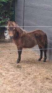 Pulain shetland 5mois
