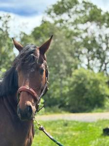 Caballo castrado pura sangre en venta 2021 bayo moreno