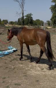 Colt Origin Recorded For sale 2025 Bay
