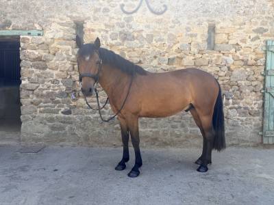 Ruin Franse rijpony PFS Te koop 2019 Donker bruin / bai ,  Djungle Speed