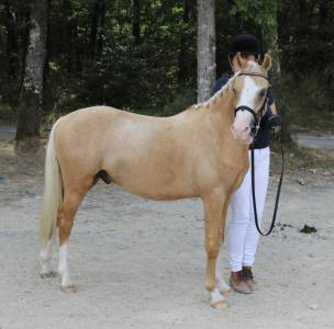 Stallion Welsh Pony (Section C) For sale 2024 Palomino
