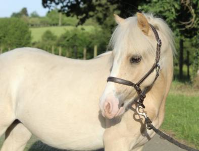Veulen (ml) Welsh Pony (Section B) Te koop 2025 Palomino