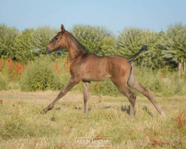 Filly lusitano for sale 2026 black