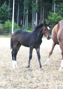 Veulen (vr) Franse rijpony PFS Te koop 2026 Donker bruin / bai ,  Kaiser Storm Alias