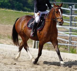 Jument Franche Montagne de 4 ans 
