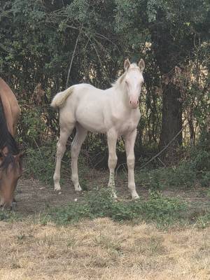 Puledra quarter horse in vendita 2026 crema ,  dokky munk award