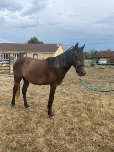 Gelding Connemara For sale 2023 Grey